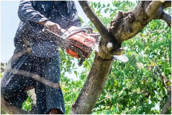 tree services Sigurd